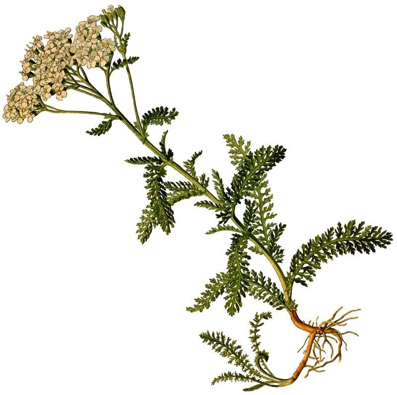 duizendblad-achillea-millefolium